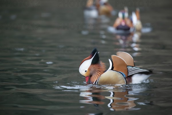 Mandarin duck (Aix galericulata) adult male bird displaying on a lake, England, United Kingdom, Europe