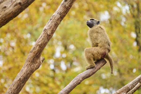 Guinea baboon (Papio papio) sitting on a tree trunk, Bavaria, Germany Europe