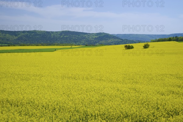 Wide rape field under a blue sky, surrounded by green hills, Miltenberg, Spessart, Bavaria, Germany, Europe