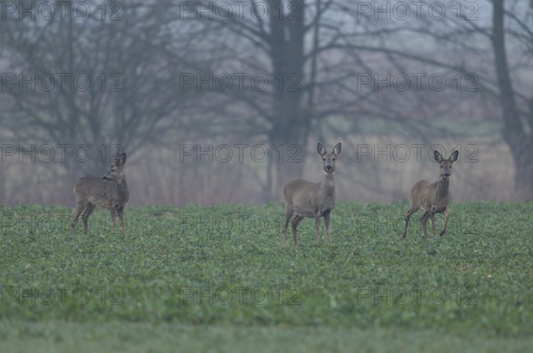 European roe deers (Capreolus capreolus) with winter coat standing on a grain field, (L-R), buck fawn, doe, roe deer, wildlife, Thuringia, Germany, Europe