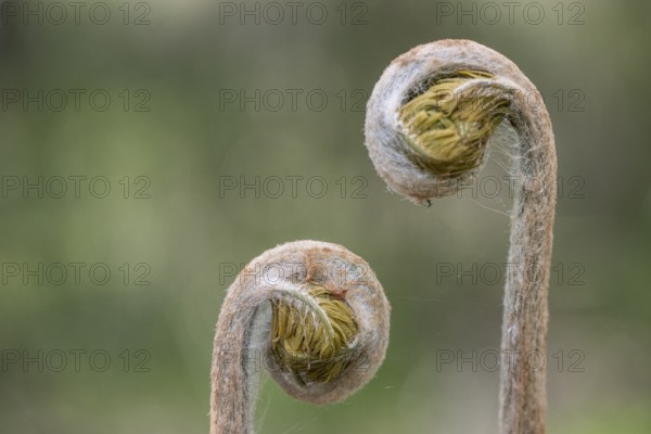 Royal fern (Osmunda regalis), frond shoots, province of Drenthe, Netherlands