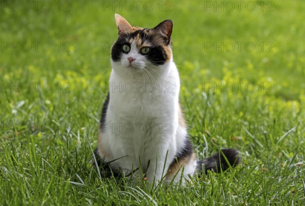 Cat, European Shorthair, felidae (Felis catus), tricoloured, sitting in the grass, Baden-Württemberg, Germany, Europe