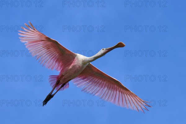 Roseate spoonbill (Ajaja ajaja), flying in the clear blue sky, Black Point Wildlife Drive, Titusville, Florida, USA, North America