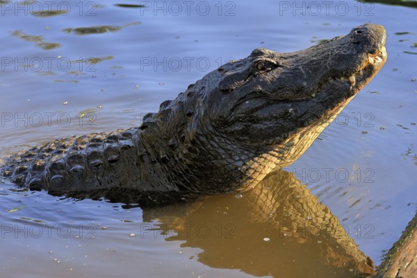 Mississippi Alligator (Alligator mississippiensis), pike alligator, adult, friendly, portrait, smiling, courtship, courtship, advertising, in water, Florida, USA, North America