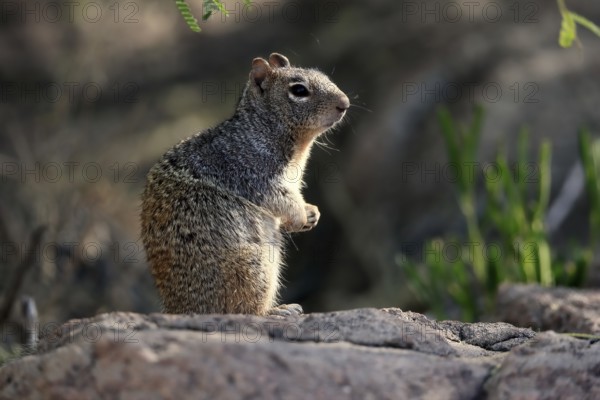 Rock gopher, (Otospermophilus variegatus), adult, on rocks, vigilant, Sonoran Desert, Arizona, North America, USA, North America