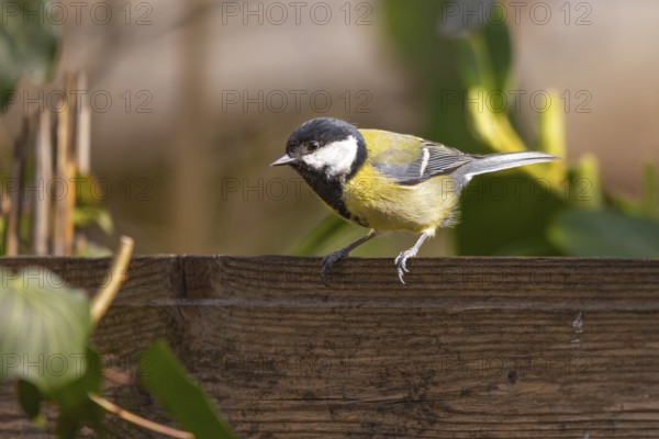 Great tit (Parus major) sitting on a wooden board and looking to the side, Neunkirchen, Lower Austria, Austria, Europe