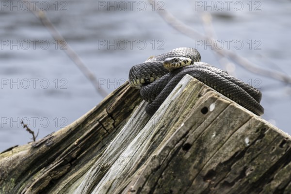 Grass snake (Natrix natrix), Emsland, Lower Saxony, Germany, Europe
