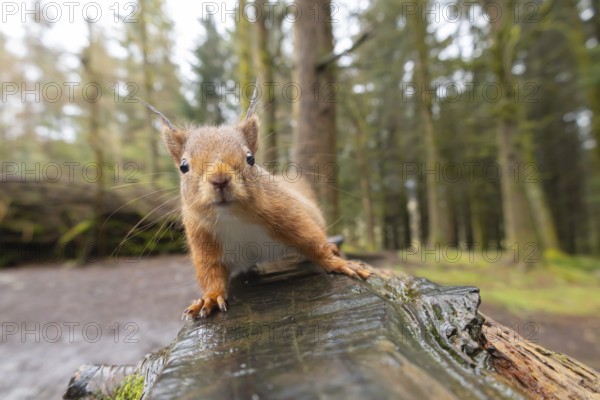 Red squirrel (Sciurus vulgaris) adult animal on a wooden bench, Yorkshire, England, United Kingdom, Europe