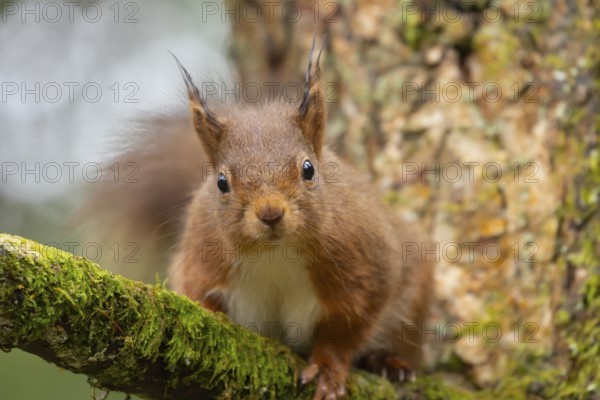 Red squirrel (Sciurus vulgaris) adult animal on a tree branch, Yorkshire, England, United Kingdom, Europe