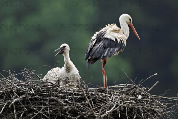 White stork (Ciconia ciconia), adult with chicks standing on eyrie, Canton Aargau, Switzerland, Europe