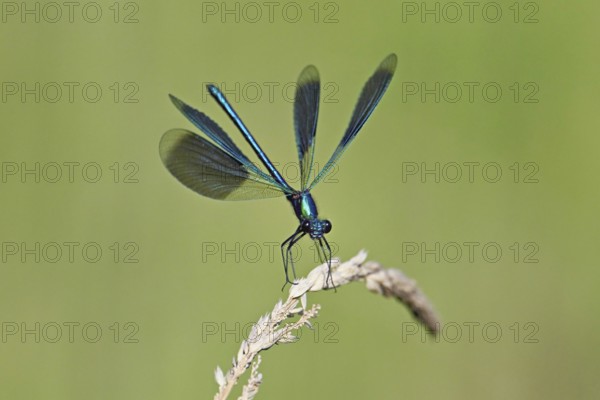 Banded demoiselle (Calopteryx splendens), male approaching a blade of grass, Switzerland, Europe