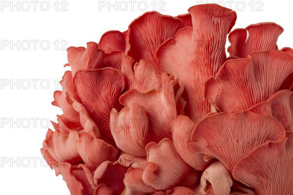 Pink oyster mushroom, bunch, close-up, raw, no people