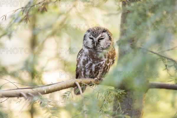 Boreal owl (Aegolius funereus) sitting in a tree in winter, Bavarian Forest Nationalpark, Bavaria, Germany, Europe