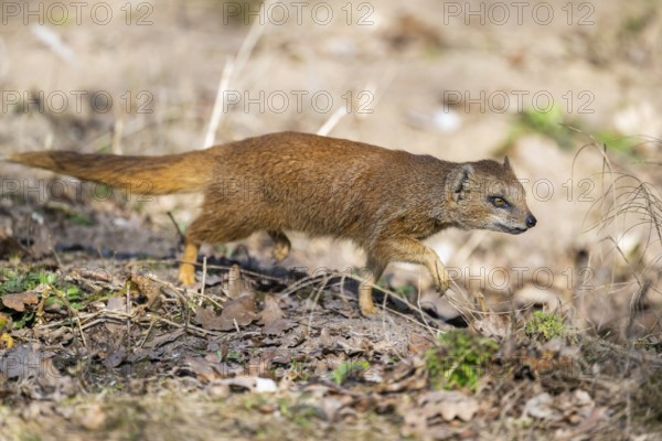Yellow mongoose (Cynictis penicillata), in the dessert on a sunny day, captive