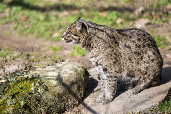 Fishing cat (Prionailurus viverrinus) at the shore of a lake on a sunny day, captive, Germany, Europe