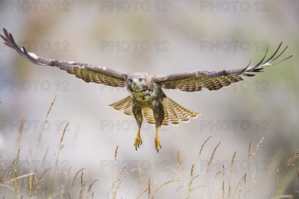 Common buzzard (Buteo buteo) Germany