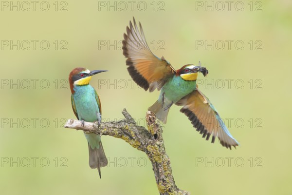 Bee-eater (Merops apiaster), pair, one bird taking off with a bumblebee in its beak, Wildlife, Lake Neusiedl National Park, Seewinkel, Burgenland, Austria, Europe