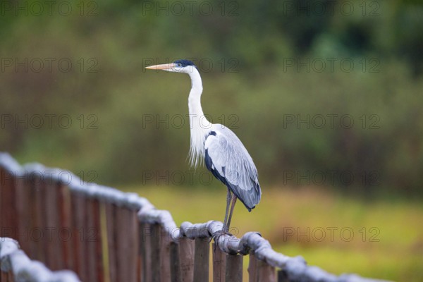 Cocoi Heron (Ardea cocoi) Pantanal Brazil