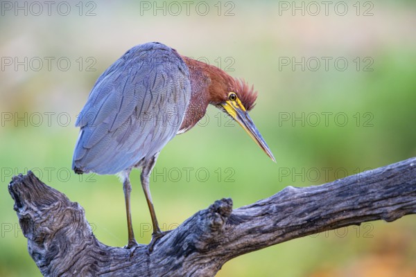 Rufescent tiger heron (Tigrisoma lineatum) Pantanal Brazil