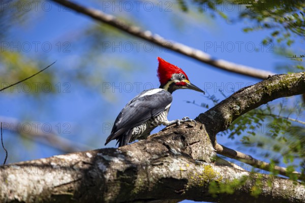 Lineated woodpecker (Dryocopus lineatus) Pantanal Brazil