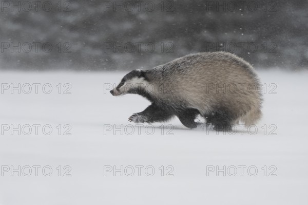 Badger in the snow, Wittlich, Rhineland-Palatinate, Germany, Europe