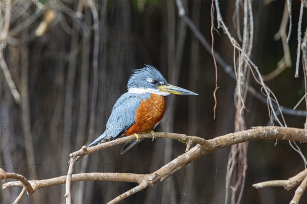 Ringed kingfisher (Ceryle torquata) Pantanal Brazil