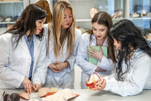 Four focused medical students examining anatomical models in university laboratory, learning about human body systems