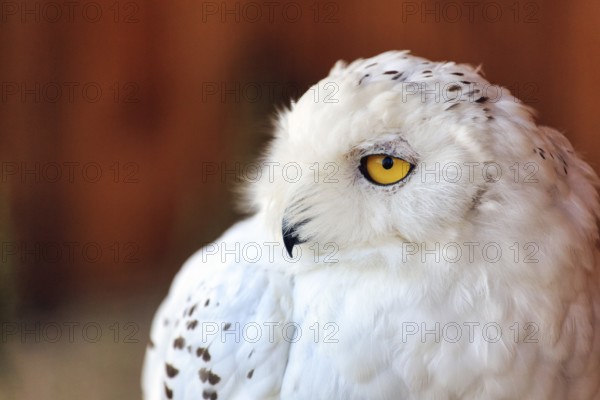 Snowy owl (Bubo scandiacus, syn.: Bubo scandiaca, Nyctea scandiaca), portrait, captive, bird park, Berlebeck eagle sanctuary, Detmold, North Rhine-Westphalia, Germany, Europe