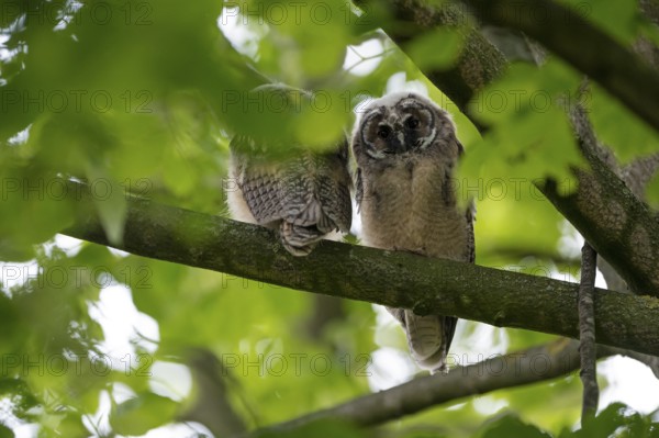 Long-eared owl (Asio otus), two young birds, nest fledglings, Bottrop, Ruhr area, North Rhine-Westphalia, Germany, Europe