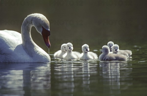 Mute swan. Cygnus olor. Swan and new born cygnets swim on a river Forest of La Wantzenau. Region of Alsace. France