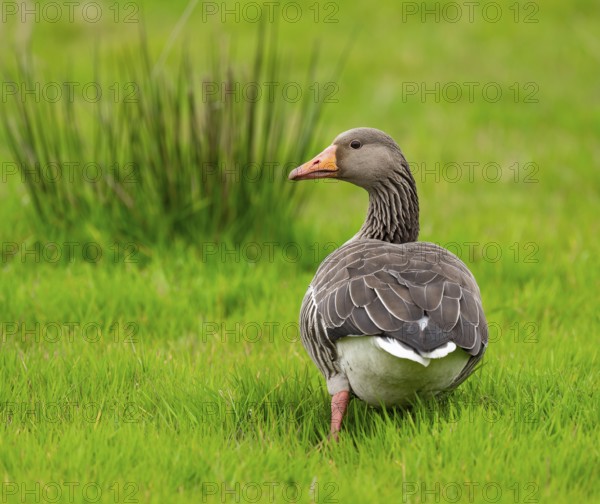 Greylag goose (Anser anser) standing in a meadow, Lower Saxony, Germany, Europe