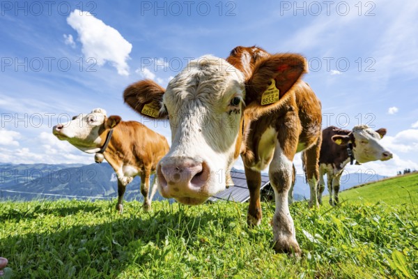 Three young curious calves (Bos primigenius taurus), cows on an alpine meadow, stretching their snouts towards the camera, Simmental cattle, Hochbrixen, Brixen im Thale, Tyrol, Austria, Europe