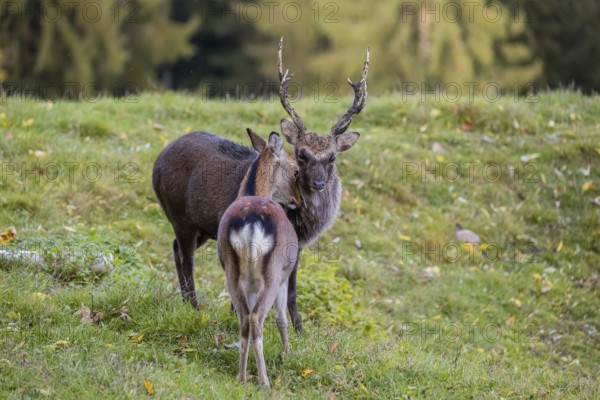 Deep affection. A Japanese sika deer (Cervus nippon nippon) doe cuddles intensely with a stag