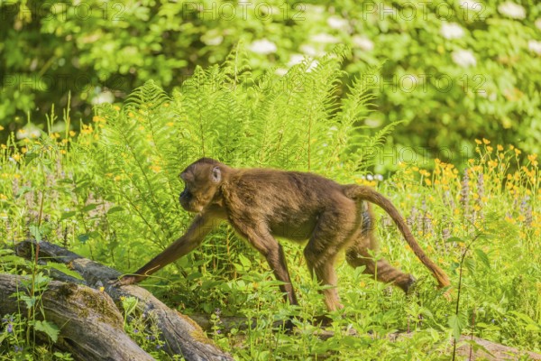A male Gelada (Theropithecus gelada), or bleeding-heart monkey sits on a log lying in dense green vegetation, enjoying the morning sun