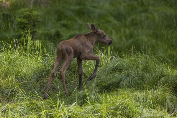 One baby moose or elk, Alces alces, (19 days old, born May 8, 2020) walking through tall fresh green grass