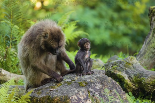 One female Gelada (Theropithecus gelada), or bleeding-heart monkey sits on a rock grooming her baby. A green forest is in the background