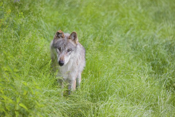 An adult male gray wolf (Canis lupus lupus) runs across a green meadow in hilly terrain