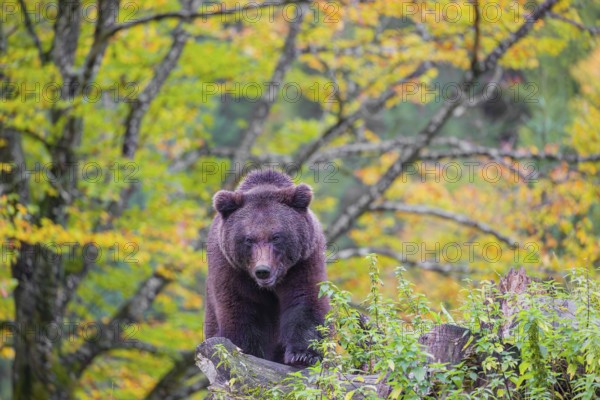 A young male brown bear (Ursus arctos arctos) stands on top of a small hill. Trees in fall foliage stand in the background