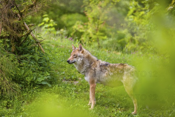 A female Eurasian gray wolf (Canis lupus lupus) stands on a hill. Fresh green vegetation is all around her