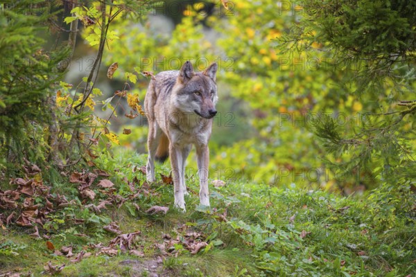 A eurasian gray wolf (Canis lupus lupus) stands on a meadow on a hill with a colourful foliage in the background