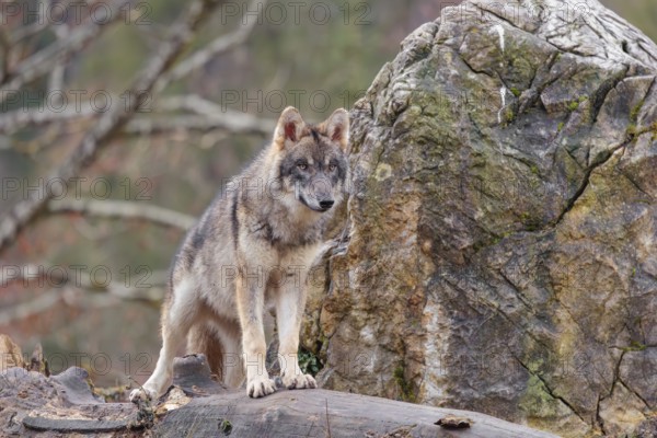 A young grey wolf (Canis lupus lupus) stands on a rotting tree trunk in front of a rock on a cloudy day and observes the surroundings