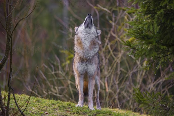 A male eurasian gray wolf (Canis lupus lupus) stands on a meadow on a hill and shakes off the rain of its fur