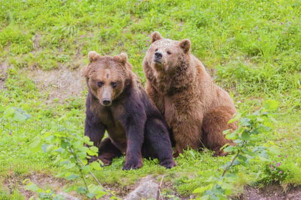 A young male Eurasian brown bear (Ursus arctos arctos) and a much older female mate (sort of) at the edge of a forest