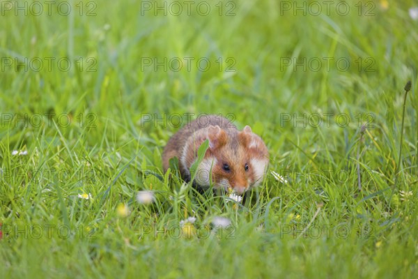 A European hamster (Cricetus cricetus), Eurasian hamster, black-bellied hamster or common hamster, forages for food on fresh green grass
