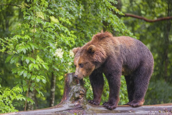 A young male Eurasian brown bear (Ursus arctos arctos) walks on a rotting log lying on the ground