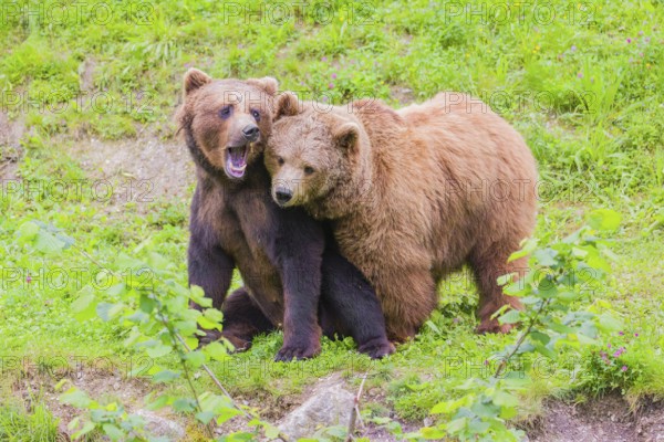 A young male Eurasian brown bear (Ursus arctos arctos) and a much older female mate (sort of) at the edge of a forest