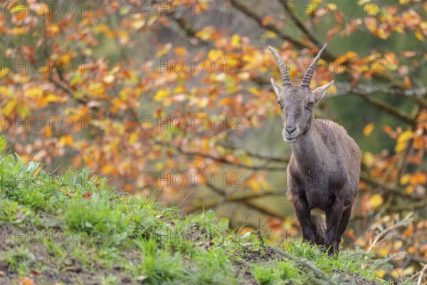 A female ibex (Capra ibex) standing on a cloudy day on a green meadow on top of a hill. A forest in fall foliage can be seen in the background
