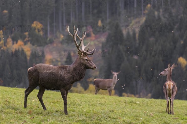 One red deer stag (Cervus elaphus) and some hind stand on a meadow on hilly ground. A forest in fall foliage in the background