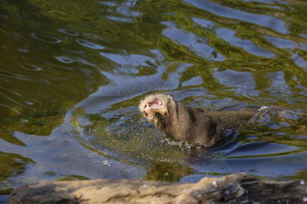 One giant otter or giant river otter (Pteronura brasiliensis)leaving the river, shaking the water off his fur