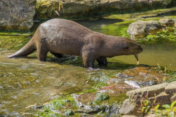 A giant otter or giant river otter (Pteronura brasiliensis) eats fish in the shallow water of a small creek